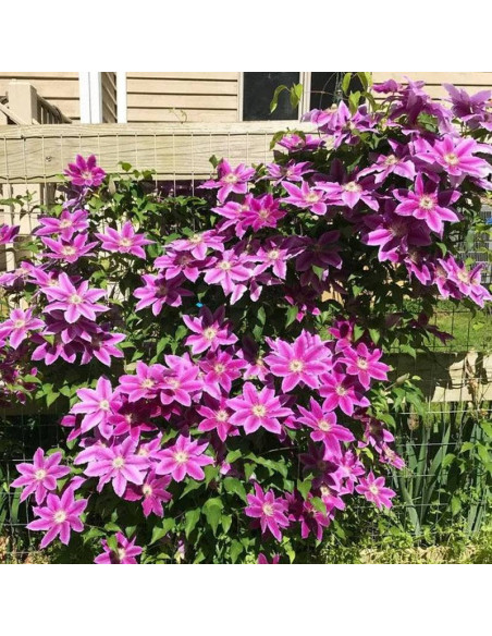 Powojnik  Clematis Dr. Ruppel