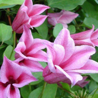 Powojnik Duchess of Albany Clematis