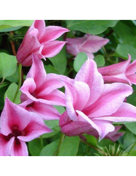 Powojnik Duchess of Albany Clematis