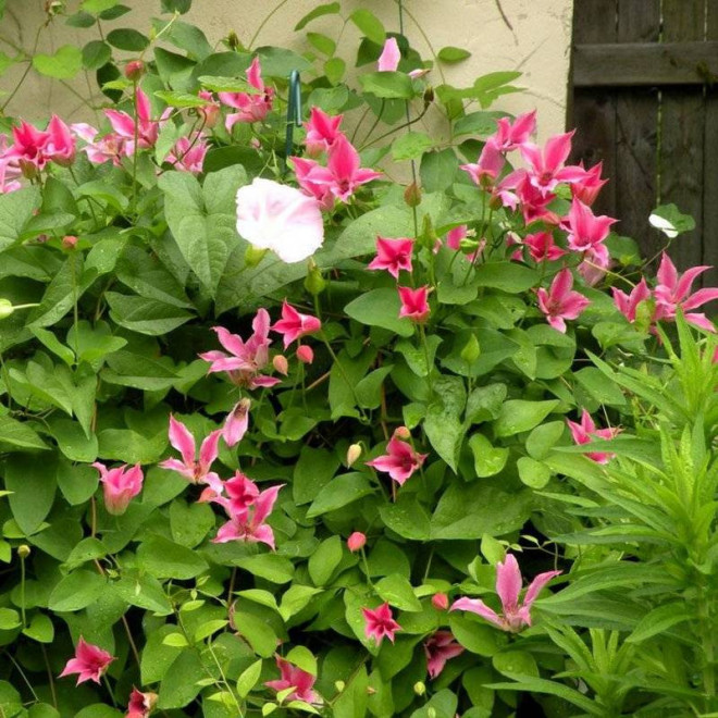 Duchess of Albany Clematis Powojnik