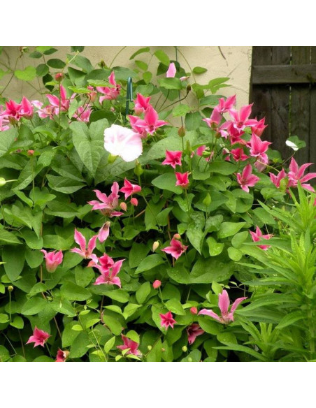 Duchess of Albany Clematis Powojnik