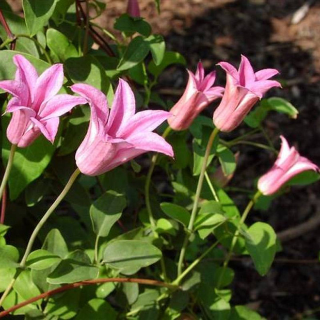 Powojnik Duchess of Albany Clematis  - Szkółka Florela