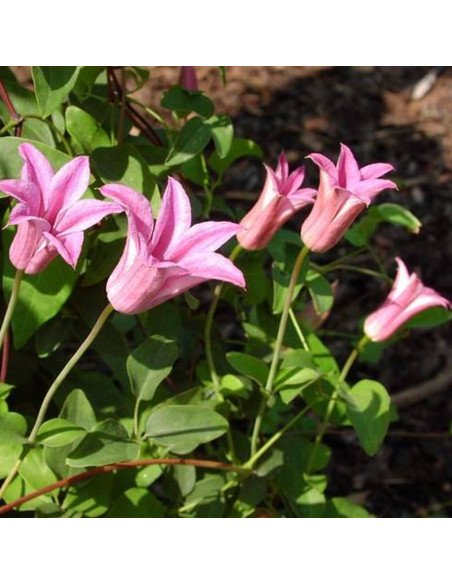Powojnik Duchess of Albany Clematis  - Szkółka Florela
