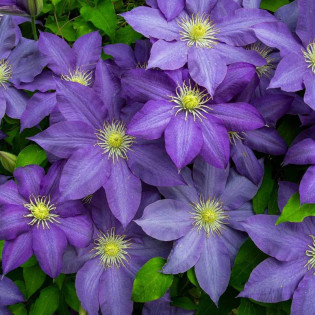 Dzieci Warszawy Clematis Powojnik