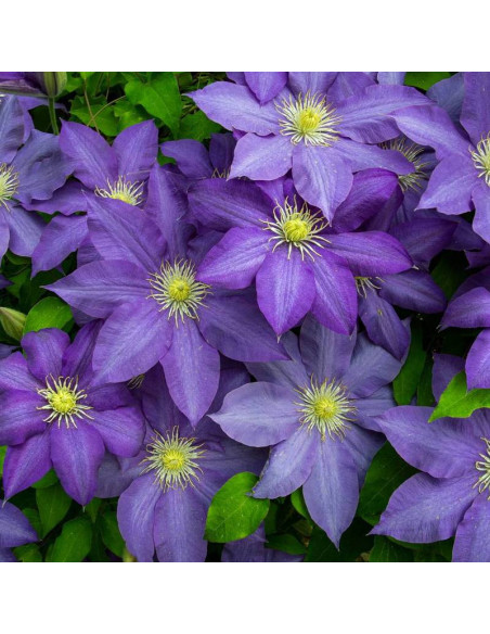 Dzieci Warszawy Clematis Powojnik