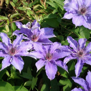 Dzieci Warszawy Clematis Powojnik 2