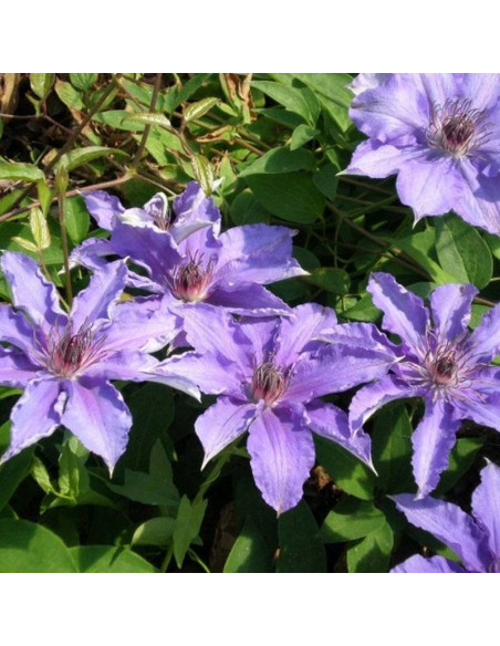 Powojnik Dzieci Warszawy Clematis