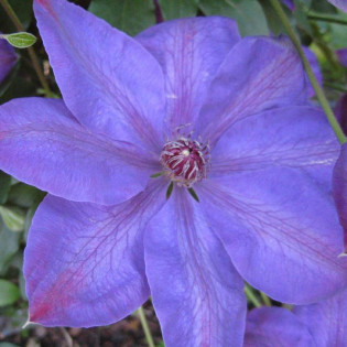 Elsa Spath Clematis Powojnik 2