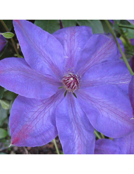 Powojnik Elsa Spath Clematis