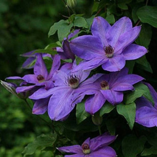 Elsa Spath Clematis Powojnik