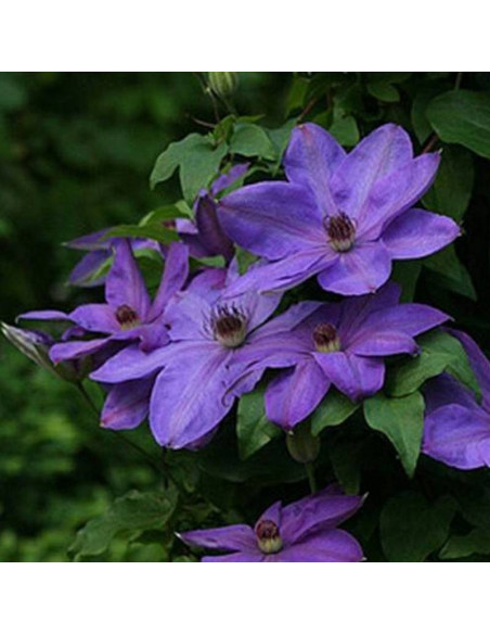 Elsa Spath Clematis Powojnik