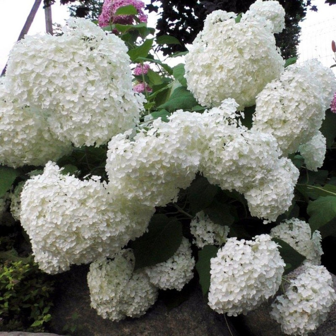 Hortensja drzewiasta Strong Annabelle Hydrangea arborescens