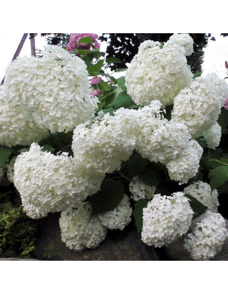 Hortensja drzewiasta Strong Annabelle Hydrangea arborescens