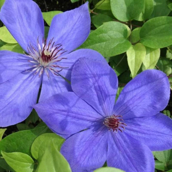 Powojnik Clematis Elsa Spath