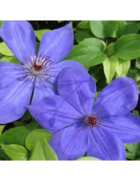 Powojnik Clematis Elsa Spath