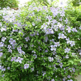 Powojnik Emilia Plater Clematis 2