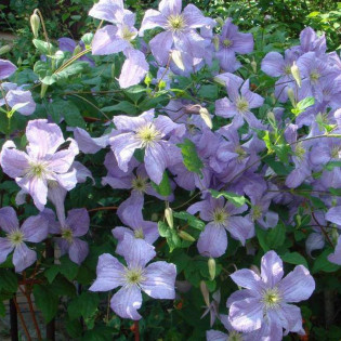 Powojnik Emilia Plater Clematis