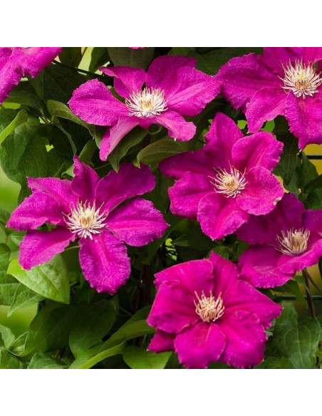 Clematis Ernest Markham - Szkółka Florela