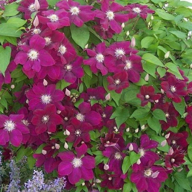 Ernest Markham Clematis Powojnik Ernest Markham Clematis Powojnik