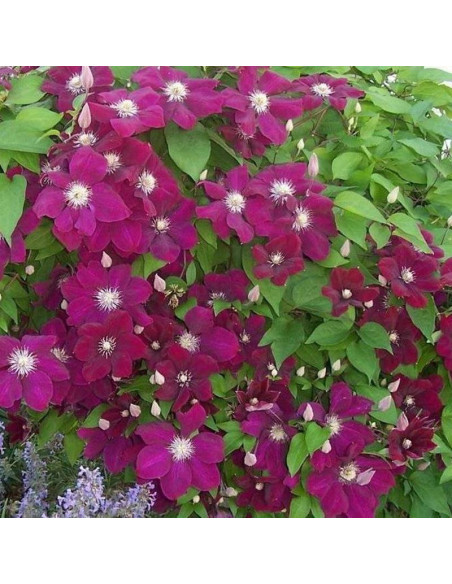 Ernest Markham Clematis Powojnik