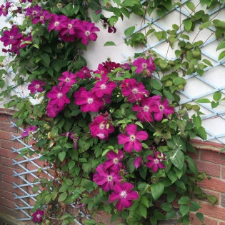 Powojnik Ernest Markham Clematis