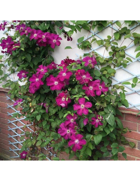 Powojnik Ernest Markham Clematis