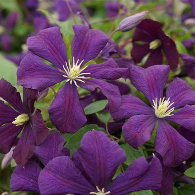 Powojnik Etoile Violette Clematis