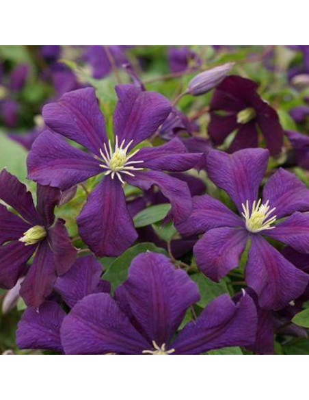 Powojnik Etoile Violette Clematis