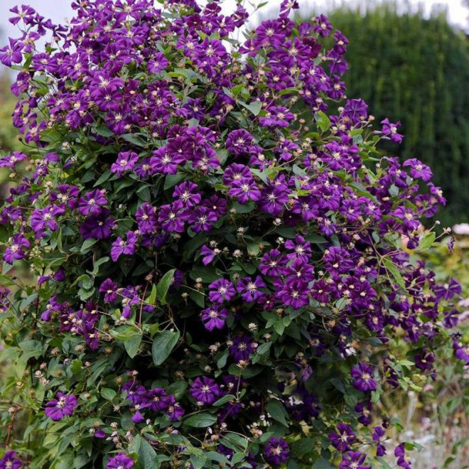 Etoile Violette Clematis Powojnik