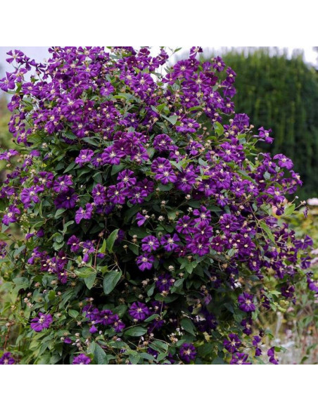 Etoile Violette Clematis Powojnik