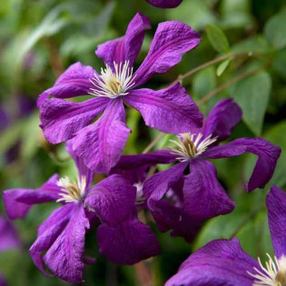 Powojnik Clematis Etoile Violette