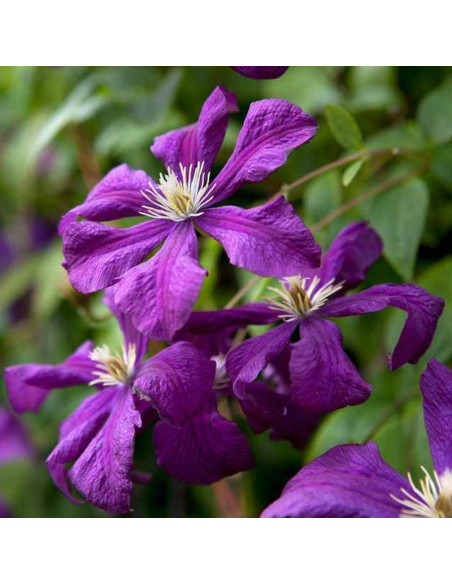 Powojnik Clematis Etoile Violette