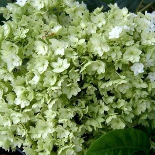 Hortensja drzewiasta Hayes Starburst Hydrangea arborescens