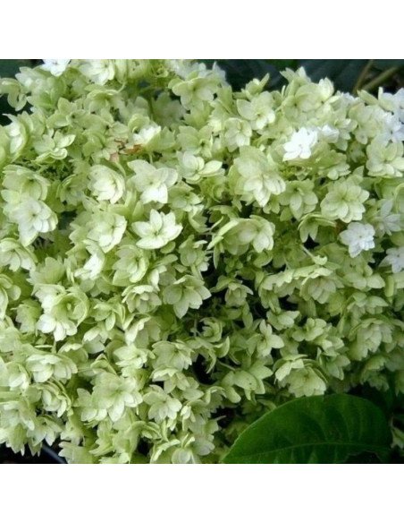 Hortensja drzewiasta Hayes Starburst Hydrangea arborescens