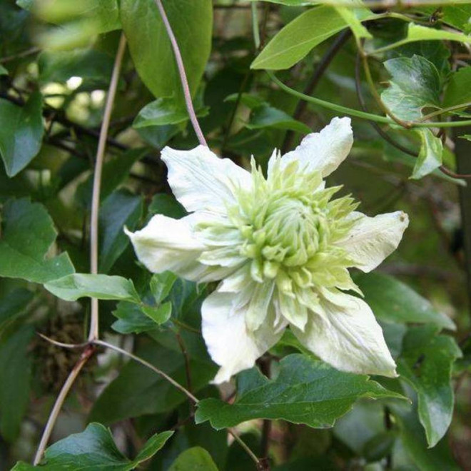 Alba Plena Clematis florida Powojnik florida