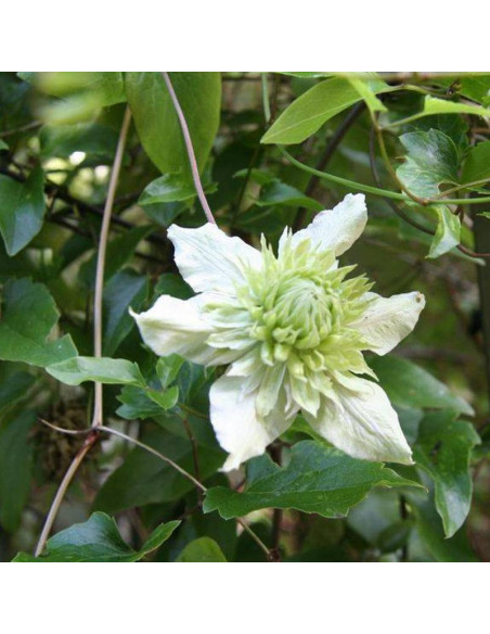 Alba Plena Clematis florida Powojnik florida
