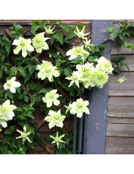 Powojnik florida Alba Plena Clematis florida