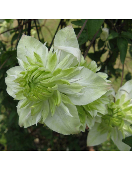 Powojnik Clematis florida florida Alba Plena
