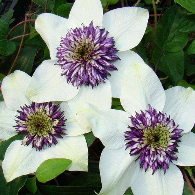 Powojnik florida sieboldiana Clematis florida - Szkółka Florela