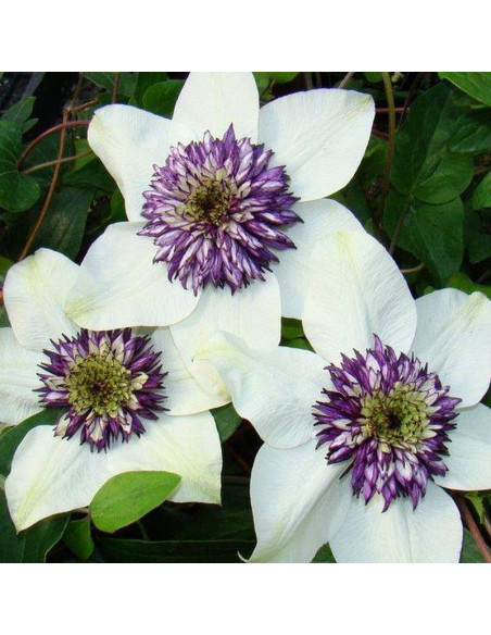 Powojnik florida sieboldiana Clematis florida - Szkółka Florela