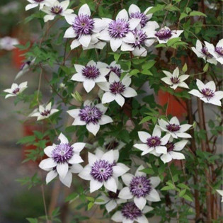 Powojnik florida sieboldiana Clematis florida 2
