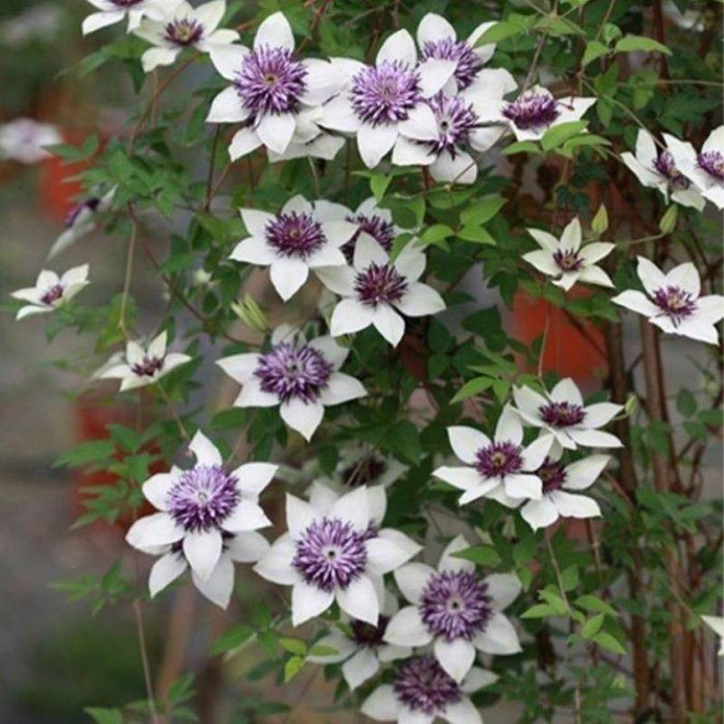 florida sieboldiana Clematis florida Powojnik