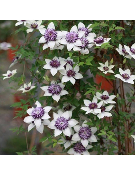 florida sieboldiana Clematis florida Powojnik