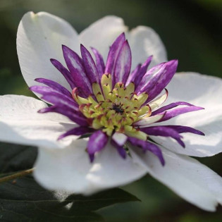 Powojnik florida sieboldiana Clematis florida