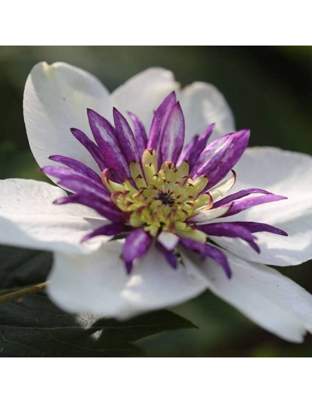 Powojnik florida sieboldiana Clematis florida