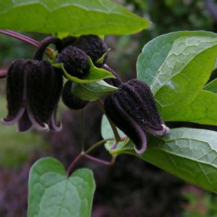 Powojnik Fusca Clematis 2
