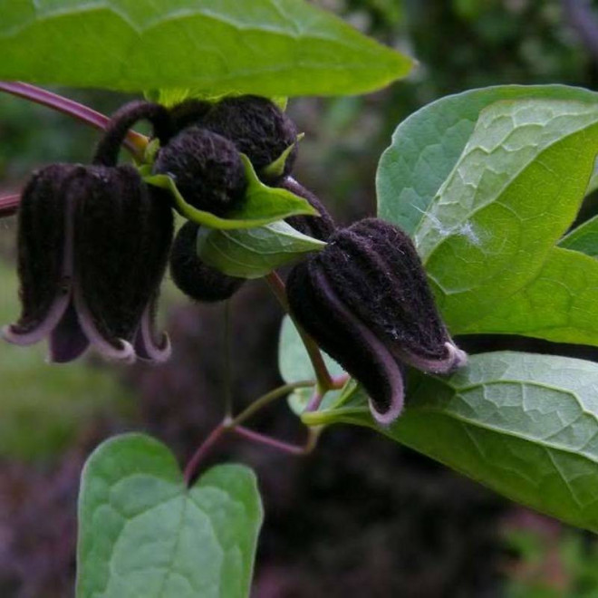 Fusca Clematis Powojnik