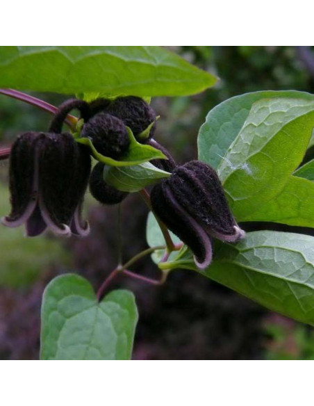Fusca Clematis Powojnik
