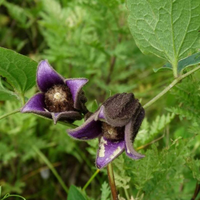 Powojnik Clematis Fusca