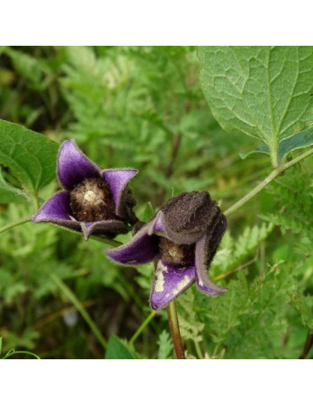 Powojnik Clematis Fusca